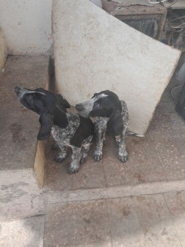 ov itlari: Kurtxar, 3 ay, Dişi, Ünvandan götürmə — 4