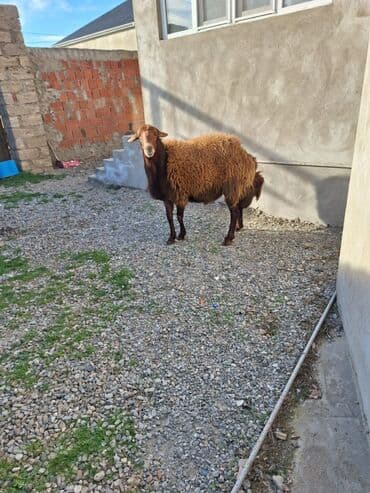 beyleqan sortu qoyun: Damazlig Qala qocu unvan mehemmedi kendi qiymetde razilasma olacag — 4