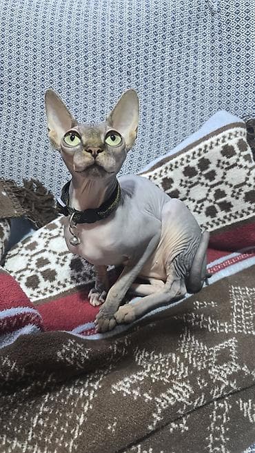 gence pisik: Sfinks — 7