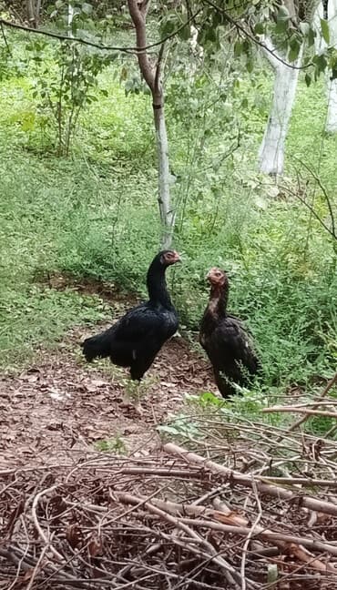 pulsuz heyvanlar verilir: Toyuq, Damazlıq, Ödənişli çatdırılma — 1