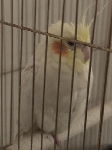 quş qaz: Nymph paraket (cockatiel) – sarı/albino tonlarında, yanaqlarda narıncı — 3
