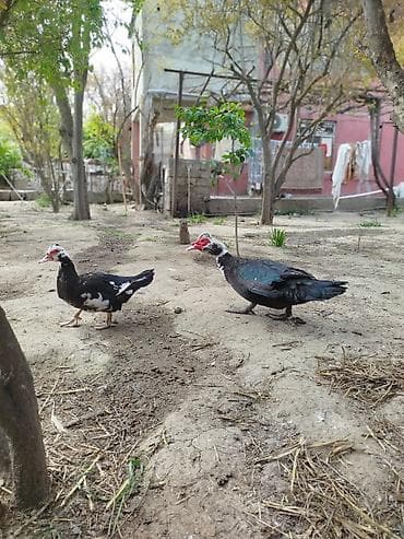 ördəkləri: Lal ördəklər satilir erkey dişi erkey cox iridi 4 kq cox cəkisi var — 2