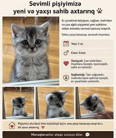 Sevimli balaca pişik – yeni və qayğıkeş sahib axtarır - Yaş: 2 ay -