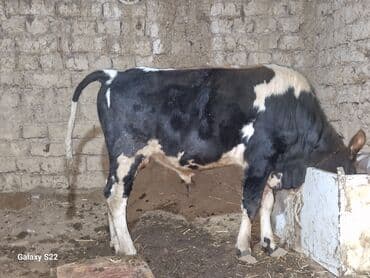 Inəklər, öküzlər: Satlıq: qaramal – erkək buzov/ dana - Növ: ətlik istiqamətli qarışıq — 4