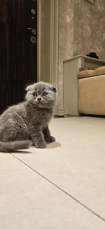 angora pişik: Şotland yastı qulaq, Erkək, Yaxşı əllərə, Ünvandan götürmə — 2