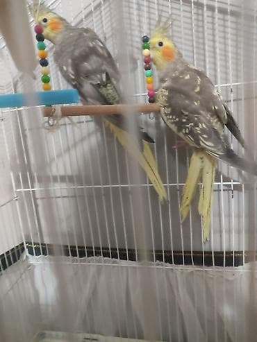 danişan quş: Nymph (kakadul, cockatiel) cütü və qəfəs dəsti - Növ: Nymph — 2