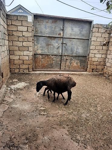 coban iti adları: Qoyun ana balası ilə birlikdə - Cins: ehtimalən yerli — 4
