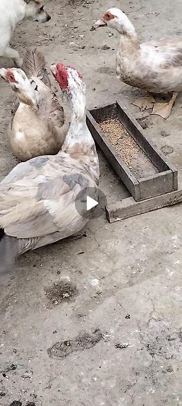 mandarinka ördeyi: Muscovy ördəkləri (indoutka) – təsərrüfat üçün ət və yumurta — 1