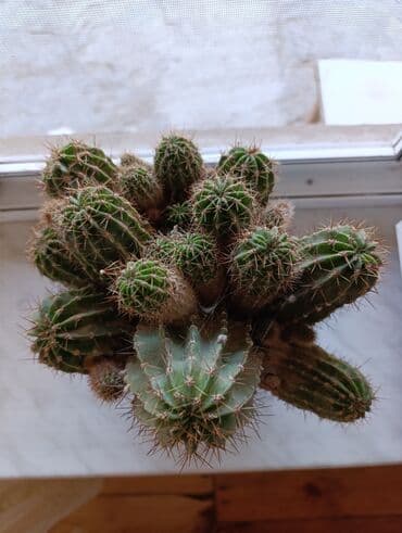 1 eded qizil gul qiymeti: Kaktus 20 manat — 1