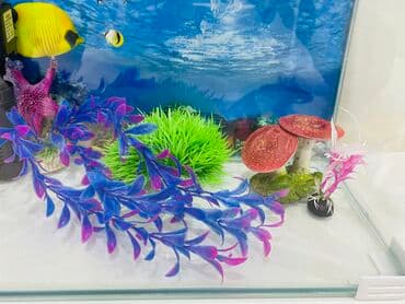 100 l akvarium: Akvarium dekorlari ile Filter ile sekilde olan hersey ile birlikde — 3