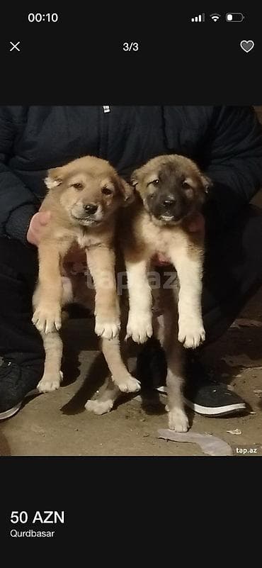 Qurdbasar, Erkek, Pulsuz çatdırılma