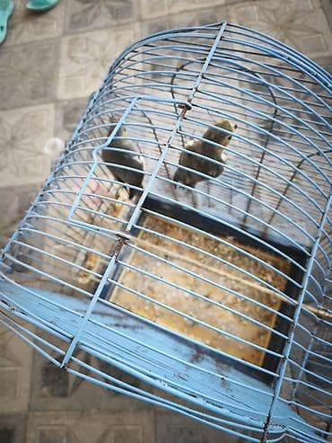 quşlar: Nymph quşları (Cockatiel) – 2 ədəd, qəfəs və aksesuarlarla birlikdə — 4