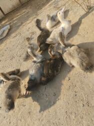 ördək balası satışı: Satılır 2 aylıqdır lal ördəkin balalarıdır 9 dənədir aktivdiler və — 2