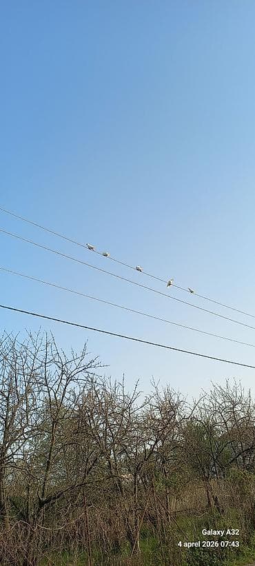 lal ordek satilir: Ağ güvercinlər – dekorativ və uçuş üçün - Rəng: qar kimi ağ, bir — 5