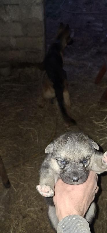 пудель в добрые руки: Немецкая овчарка — 2