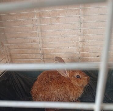 bala dovşanlar: Iki ədəd dovşan satılır.Erkek və dişidir bala verir.Qefes su qabı ilə — 1