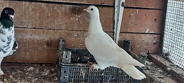 dekorativ göyərçinlər: Maya 20 manata — 1