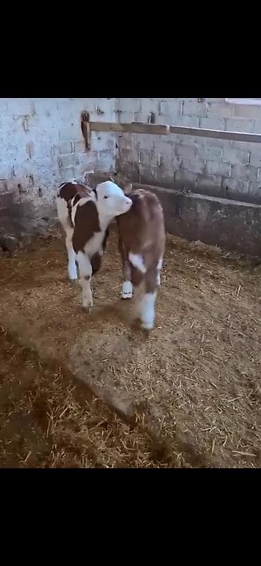 simmental cinsi: Satılır: 2 ədəd cins buzov - Cins: simmental tipli (ağ-al rəng — 3