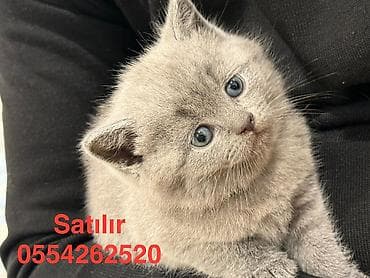 sfinks pişik: Şotland — 2