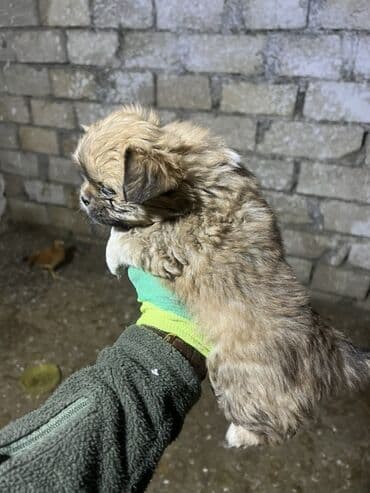 Alfa Romeo: Pekines — 5