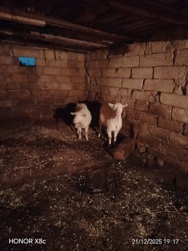 Toyuqlar: Qiymət cütünə ayıdır cütü 650 manata sani boğaz keçilər di isteyen — 10