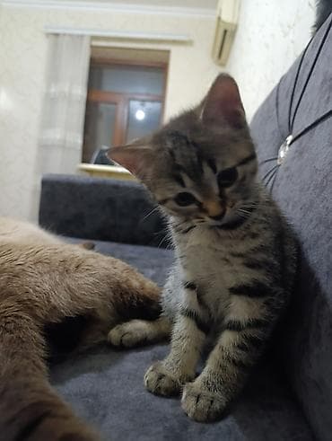 tüklü pişiklər: Yaxşı əllərə — 1