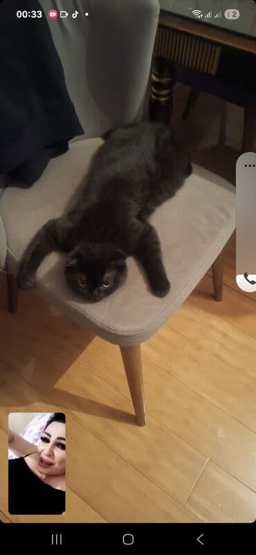 вислоухие коты серые: Шотладская вислоухая — 3