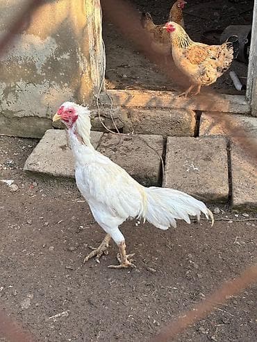 yapon xoruzu: Çapar beçə iyun beçəsidi probu var isteyen olsa wpda yazsın atım fere — 2