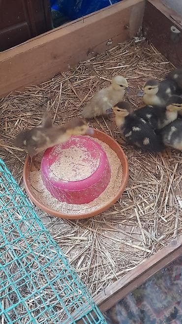 bakida at bazari: 6 günlük balalar tam mayalanmış züçrüdü krasnadar lavanda 5 m — 6