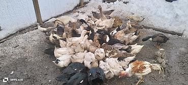 Heyvanlar üçün mallar: Dişi, | Kuban, Damazlıq, Ünvandan götürmə — 3