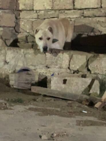 алабай в добрые руки: Məhsul: İt (böyük cins) Herkese salam 9 ayliq alabay erkeydi baxa — 2