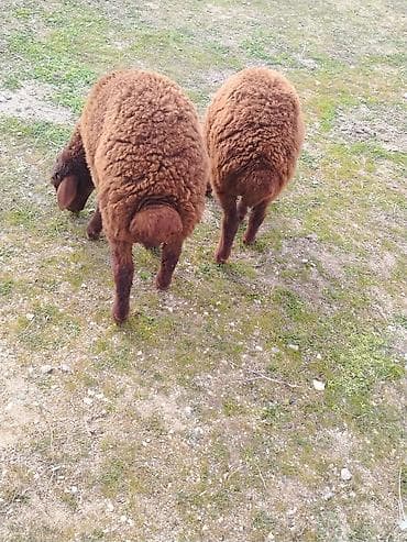 Другие с/х животные: Bir erkek bir dişi Qala quzusu cütü 550 manata tək satilmir .qiymət — 7