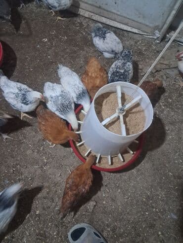 Куры: Куриные цыплята, Для разведения — 2