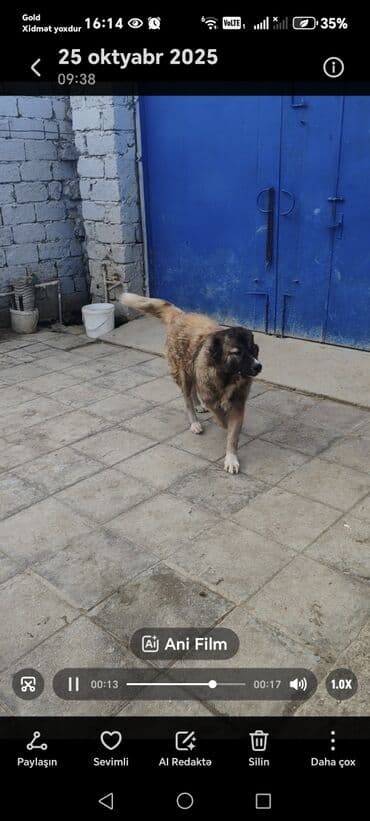 çoban axtarılır: Qafqaz çoban iti — 4