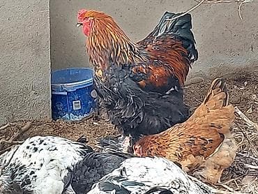 barama toyuq: Toyuq, Brama, Damazlıq — 1