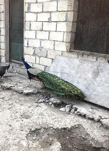 Gəmiricilər: Məhsul: Tavus quşu (mavi hind tavusu – kişi fərdlər) Xüsusiyyətlər: - — 2