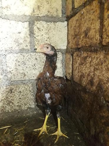 Digər heyvanlar: Döyüşgən xoruz satılır.3 ay yarımlıqdı.3ay yarımlıq olduğuna — 3