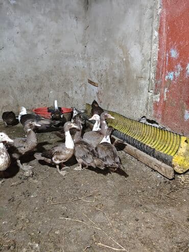 Məhsul: ağ-qara və qəhvəyi-ağ rəng çalarlarında muskovi ördəklər lalafo.az -da Məhsul: ağ-qara və qəhvəyi-ağ rəng çalarlarında muskovi ördəklər