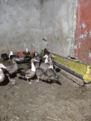 kayuqa ördək: Məhsul: ağ-qara və qəhvəyi-ağ rəng çalarlarında muskovi ördəklər — 1