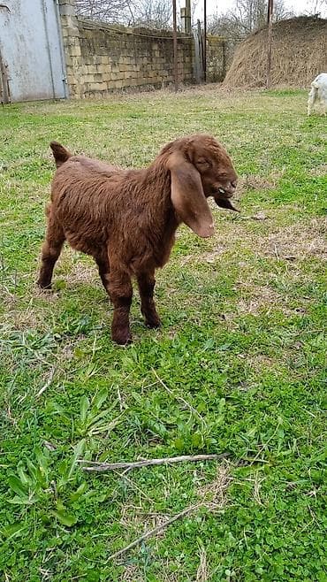 Pişiklər: Salam heleb erkeydir riyal alicilar zeng vursun — 2