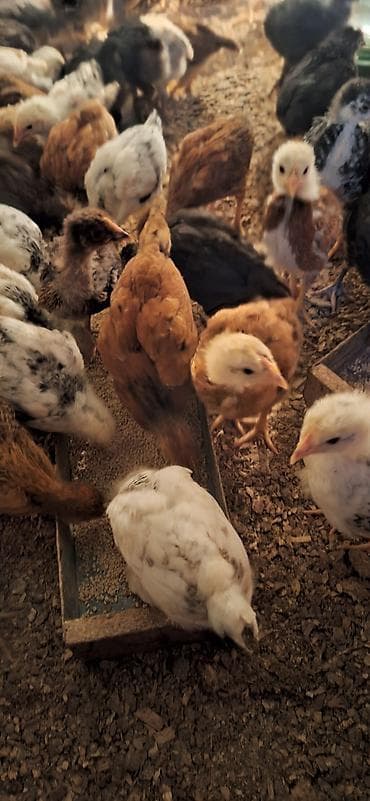 bala it sekilleri: Toyuq cücələri, Damazlıq — 1