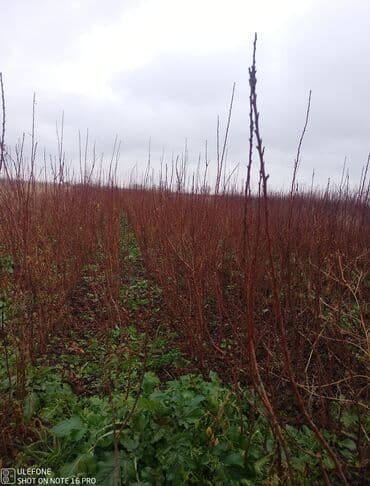 Sağlam meyvə tinglərin satişi çatdırılma pulsuz