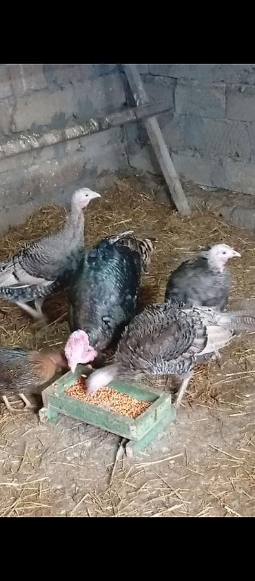 Atlar: Erkək, Damazlıq — 1