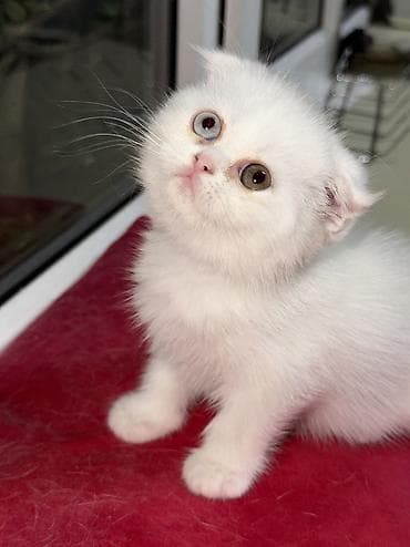 Gozel piwiy cins 2 ayliqdi yeni ailesini gozleyir — 2