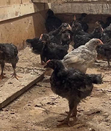 etlik cuce satisi: Toyuq cücələri, Ətlik, Ödənişli çatdırılma — 3