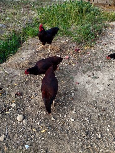 Hinduşka: Toyuq, Yumurtalıq — 6