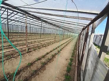 gence ucuz evler: 26 sot, Kənd təsərrüfatı, Mülkiyyətçi, Kupça (Çıxarış) — 4