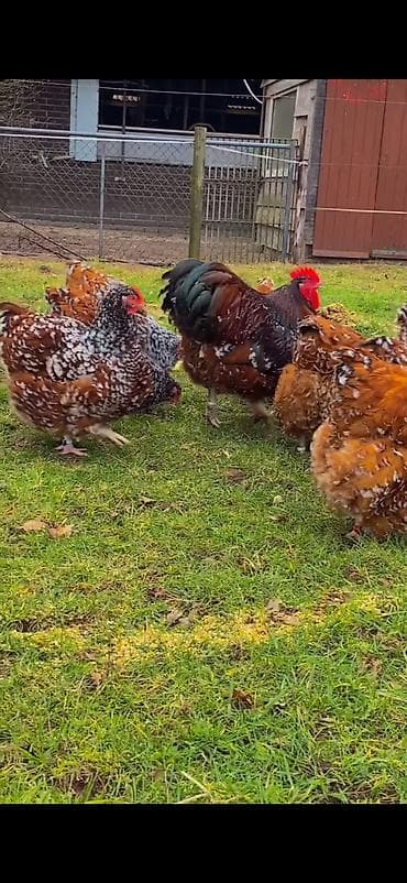 dovşan haqqında məlumat: Toyuq, Damazlıq — 3