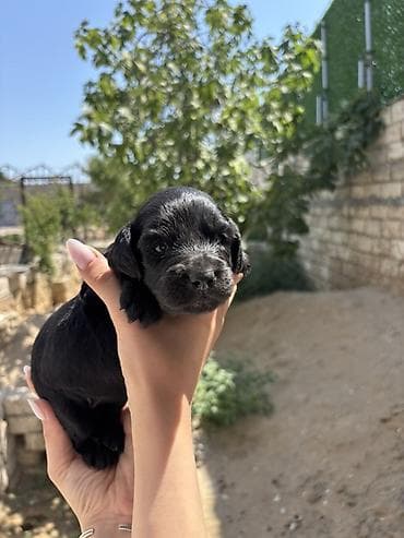 zvanok iti satışı: Koker spaniel taksa qarisigi 23 gunluk baladirlar — 2