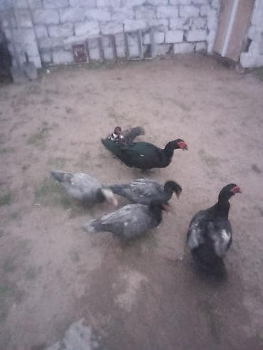 Mal-qara: Lal ordey Macar satlir bir erkey Macar biri zumurut 4 dışı 2 erkey 40 — 3